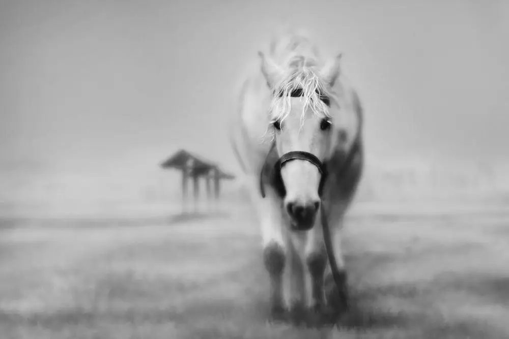 

Lonely Horse Art Film Print Silk Poster Home Wall Decor 24x36inch