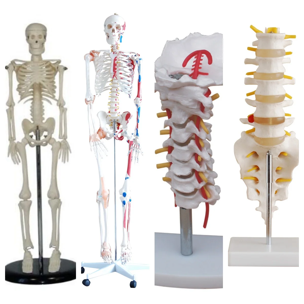 2026 Life-Size PVC Shoulder Joint Anatomical Model Human Skeleton for Medical Science Training
