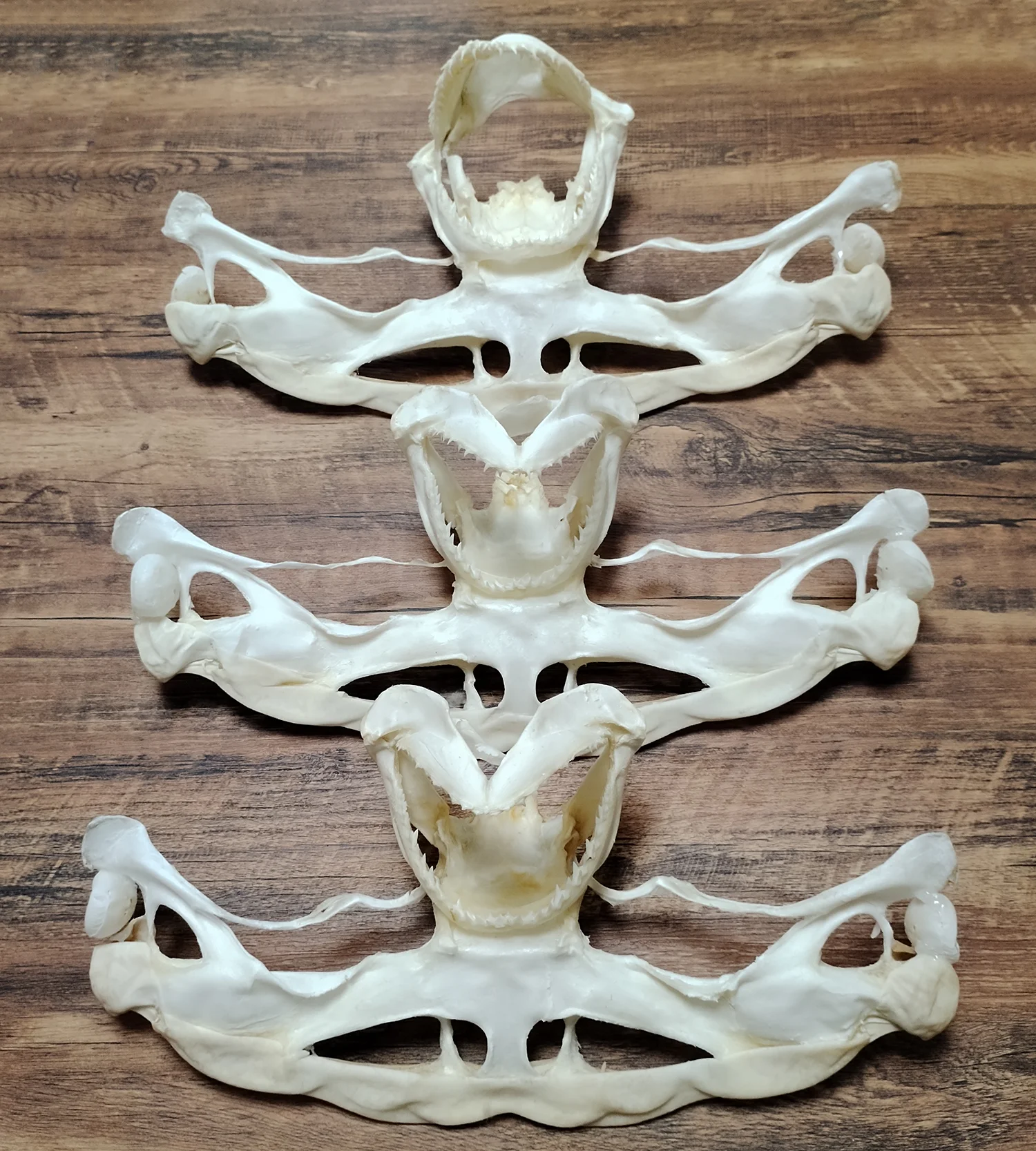 Crâne de poisson de mer profonde véritable, spécimen de squelette animal, modèle de taxidermie, pour l'enseignement scientifique, l'exposition, l'ornement, cadeaux uniques