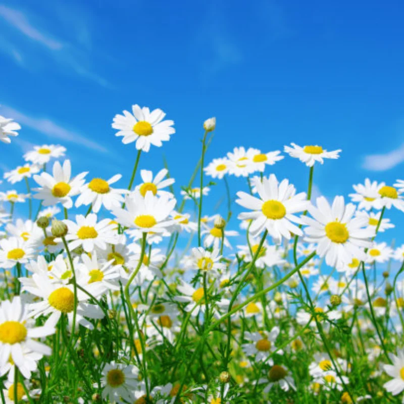 

MJX H16 16207 16208 16209 16210 Нейлоновый алюминиевый сплав Roll Cage Wheelie Bar для 1/16 RC Car Upgrade Parts