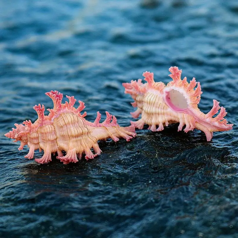 نوبل ألف يد الحلزون الطبيعي قوقعة عينة نادرة الحلزون نافذة المنزل زخرفة خزان الأسماك المناظر الطبيعية الديكور #4