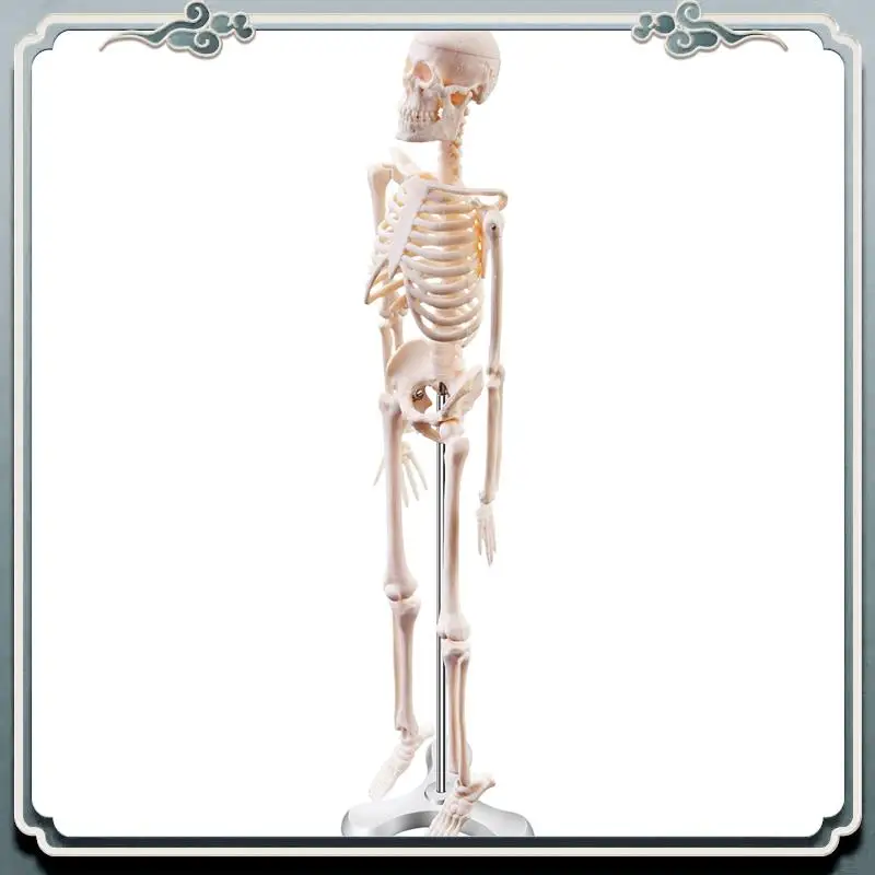 قسط 45 سنتيمتر تشريح الإنسان الهيكل العظمي نموذج ملصق تعلم المعونة تشريح نموذج الهيكل العظمي البشري
