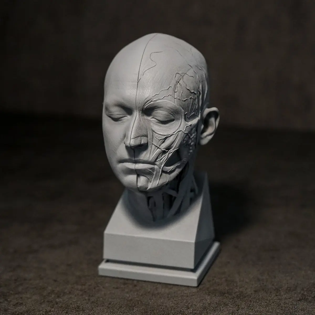 Head muscle semi-muscle anatomical model resin white mold tabletop ornament custom static