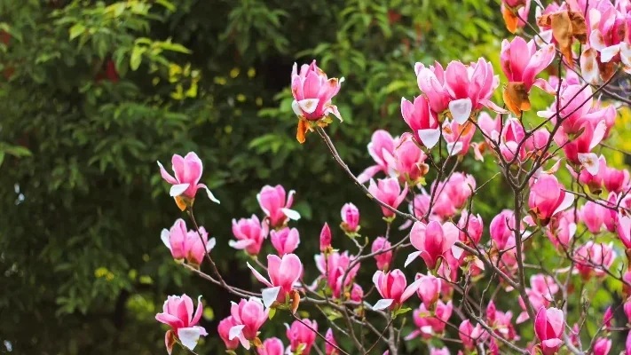 

Pineapple Mug Pineapple Cups Tumbler Cocktail Mug 3 Colors (Silver,Copper,Gold) Stainless Steel Beer Cup Moscow Mug Copper Mug