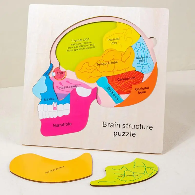Piezas del cuerpo, rompecabezas, piezas del cuerpo para niños, aprendizaje, juegos de rompecabezas realistas creativos para la escuela en casa, laboratorio preescolar, ciencia en el aula