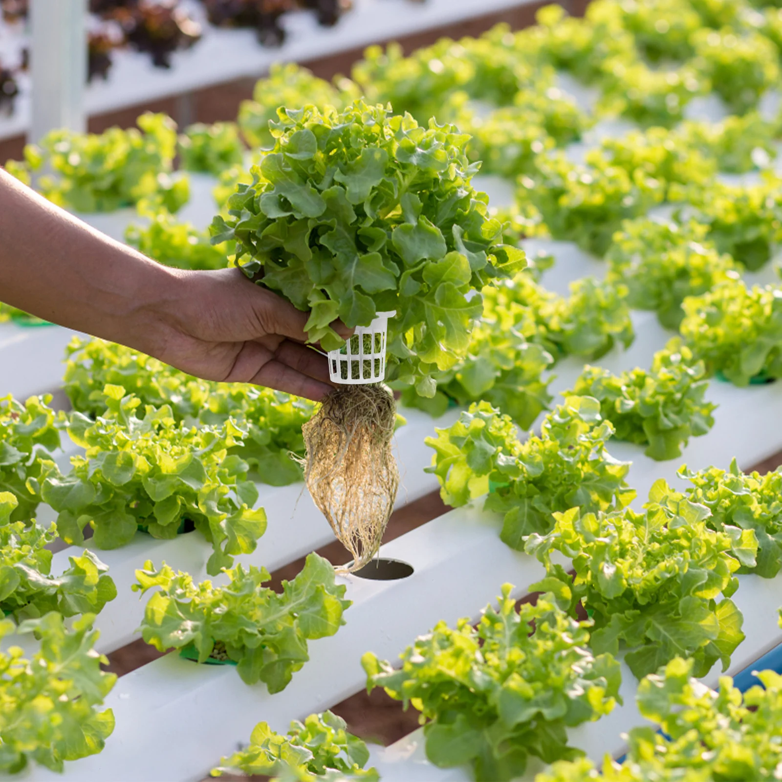 

50Pcs Plastic Slotted Baskets Soilless Culture Net Cups for Hydroponic Gardening Sprouting and Plant Root Development