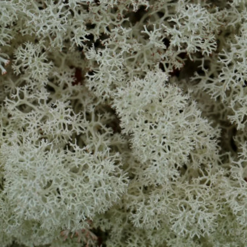 

4 шт. 1,9-дюймовые металлические колесные диски с бусинами для радиоуправляемых гусеничных машин 1/10 — 12 круглых отверстий, съемные адаптеры, ширина 30 мм, шестигранник 12 мм