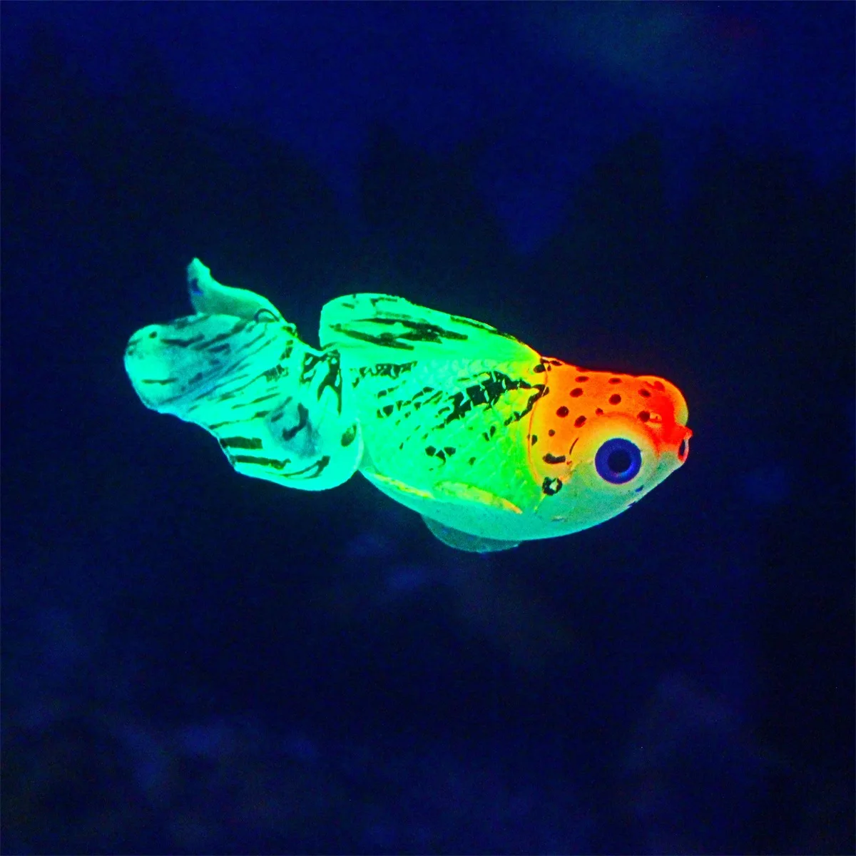 Glow In The Dark Artificial Aquarium Fishes Realistic Moving Floating Colorful Goldfish Fake Fish Ornament for Aquarium Tank