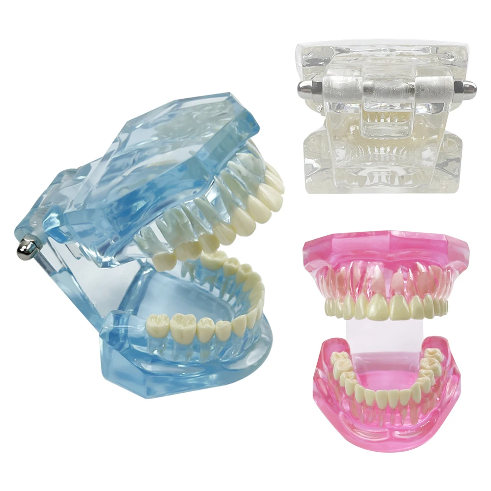 Normal Dental Model Pink Transparent Standard Teeth Jaw Model Typodont For Dentist Student Teaching Study Demonstration Tools