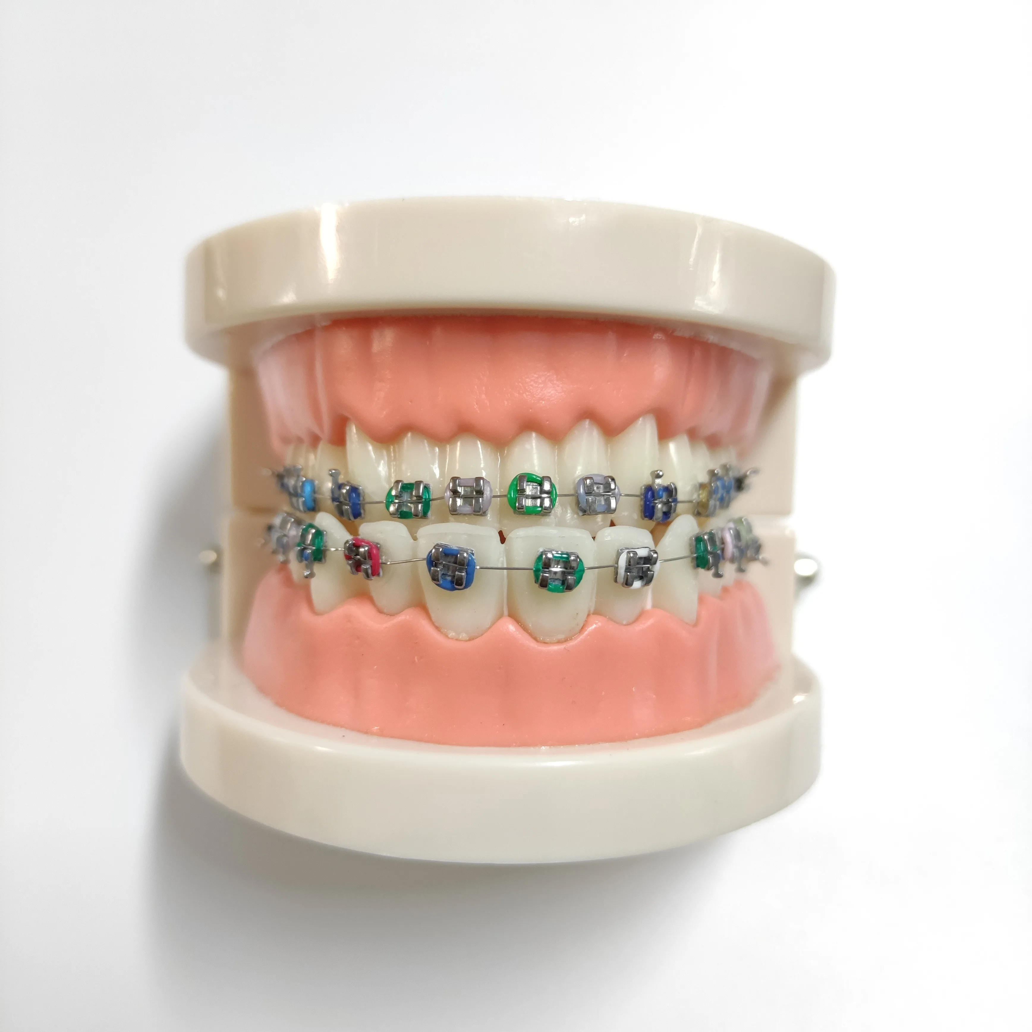 Dental Teeth Model Teaching Study Demonstration Tool Model