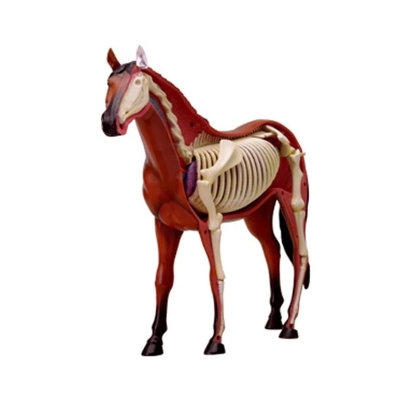 Modelo anatomía del caballo con órganos y partes del cuerpo desmontables