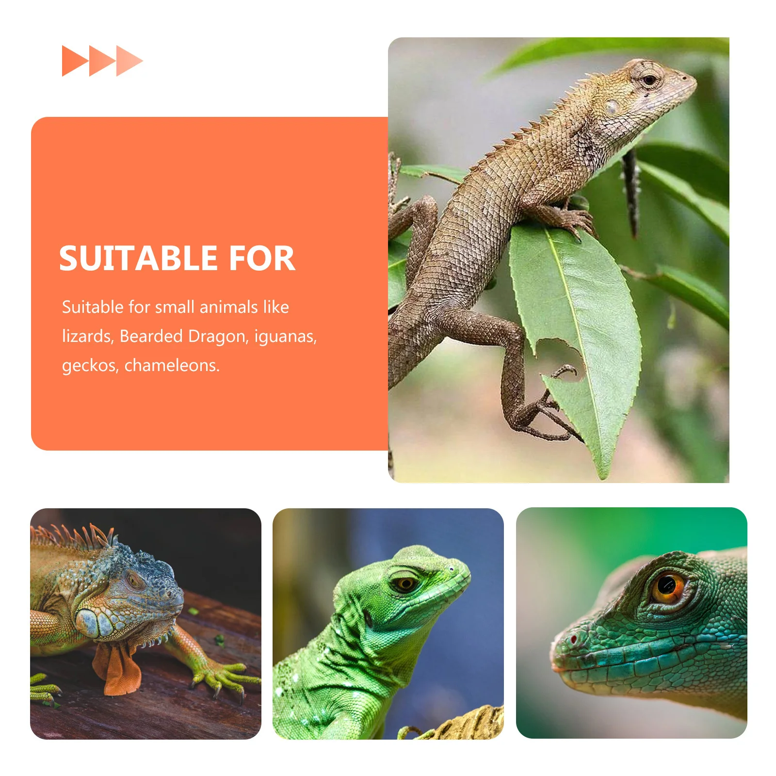 

Small Pet Traction Rope Durable Nylon Adjustable Lightweight Reptile Harness Outdoor Leash Suitable for Lizards Bearded Dragons