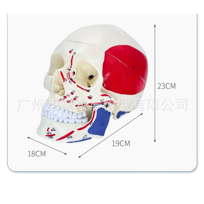 Anatomical Muscle Colored Skull Medical Skeleton Head Model Dental Study Teaching Supplies Dentistry Equipment