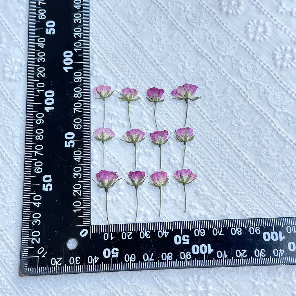 60Pcs Small Rose Pressed Flowers DIY Resin Table Lamp Candle Photo Frame Specimen Decoration Nail Art Photo Frame Rose Flower Pressed Flower Material Kit