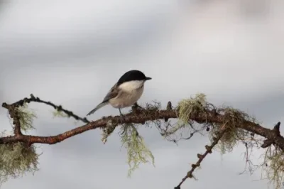 

Комплект из 4 колесных дисков и шин 1.0 дюйма для модернизации 1/18 TRX4M Bronco Defender