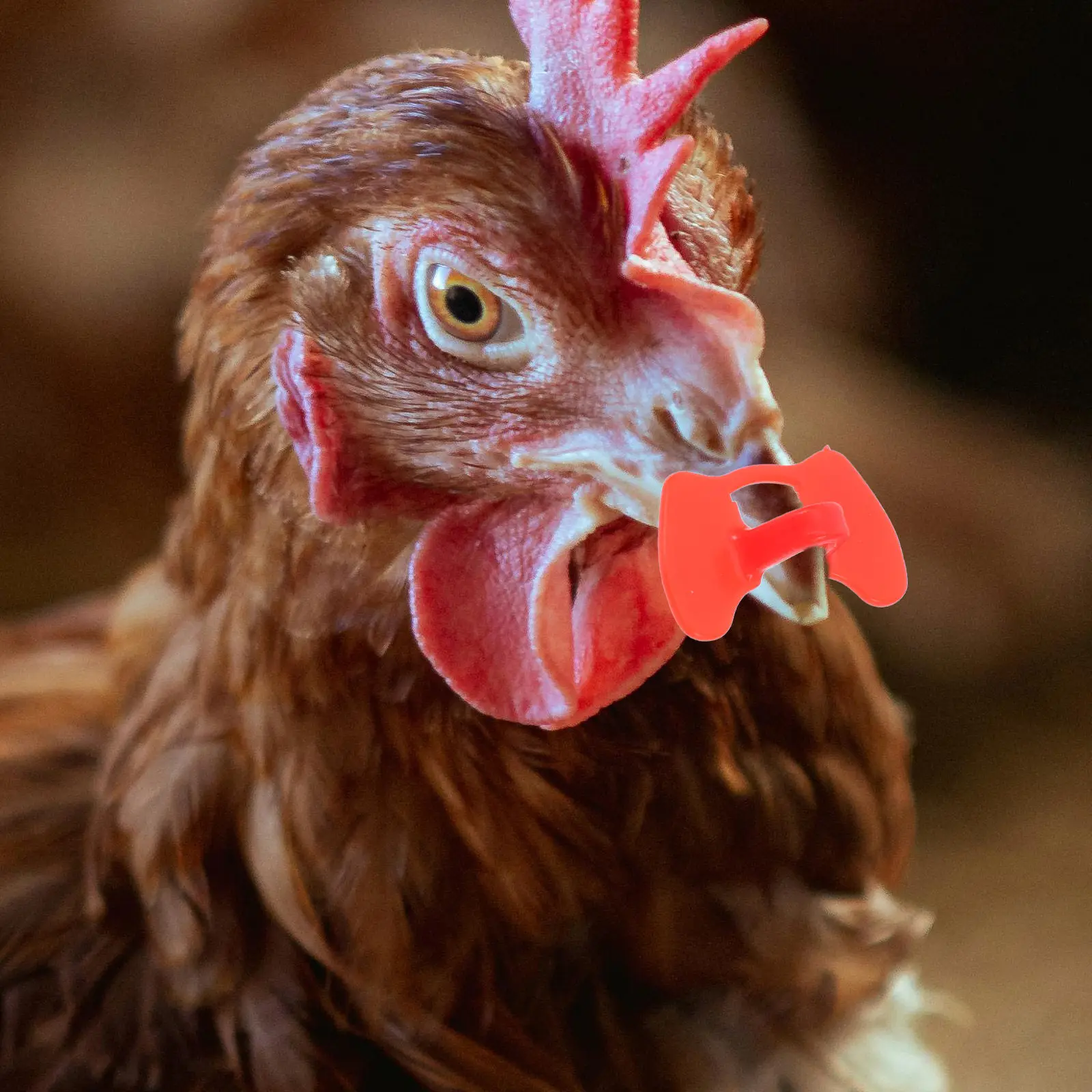 50Pcs Chicken Peepers Large Anti Pecking Poultry Glasses Pinless Plastic Rooster Hen Eye Protection Farming Tools for Stress