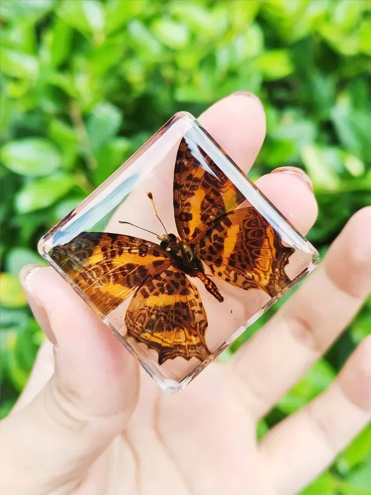 29 new real insect specimens resin sacred beetle specimen beetle flower boat plant teach children gift box room home decoration