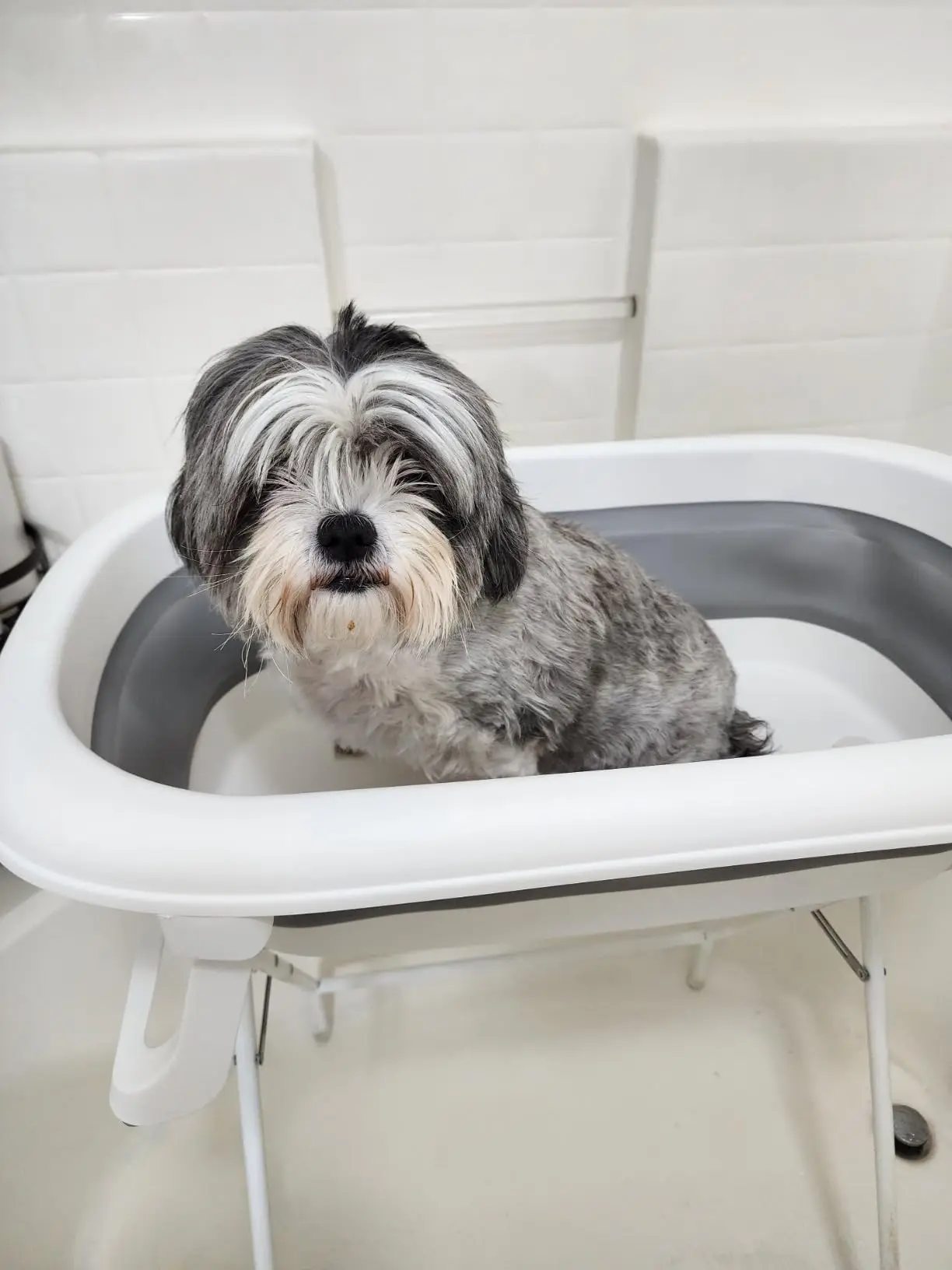 Dog Bath Tub and Wash Station for Bathing Shower and Grooming, Indoor and Outdoor, for Small and Medium Size Dogs, Cats