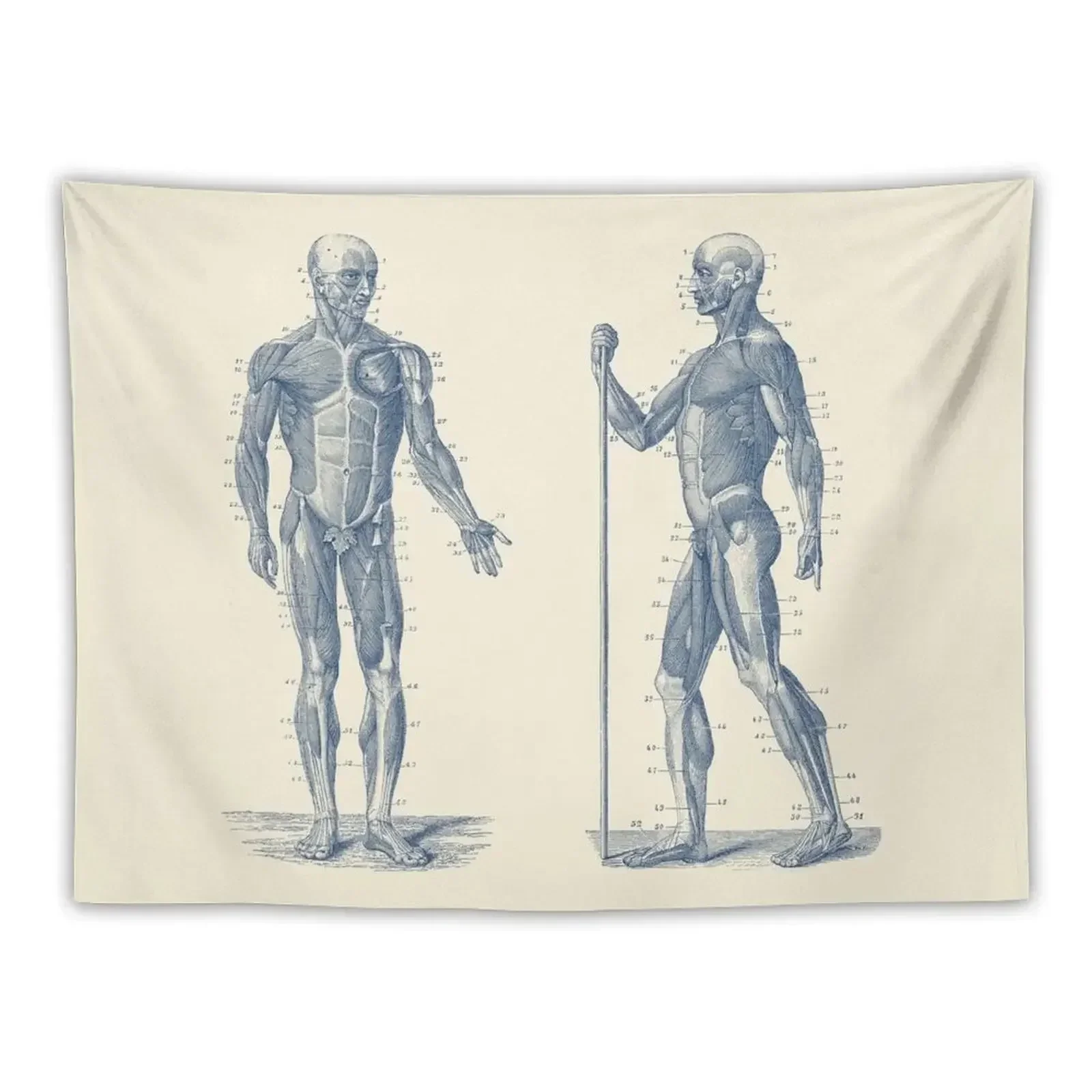 

Dual View Human Muscle System - Vintage Anatomy Tapestry House Decor Outdoor Decoration Tapestry