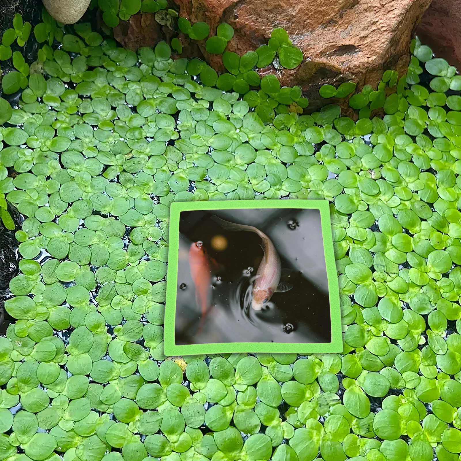 

5Pcs Aquarium Floating Plant Ring Eva Material Floating Fish Feeding Isolation Ring Holder for Aquarium Plant Tank