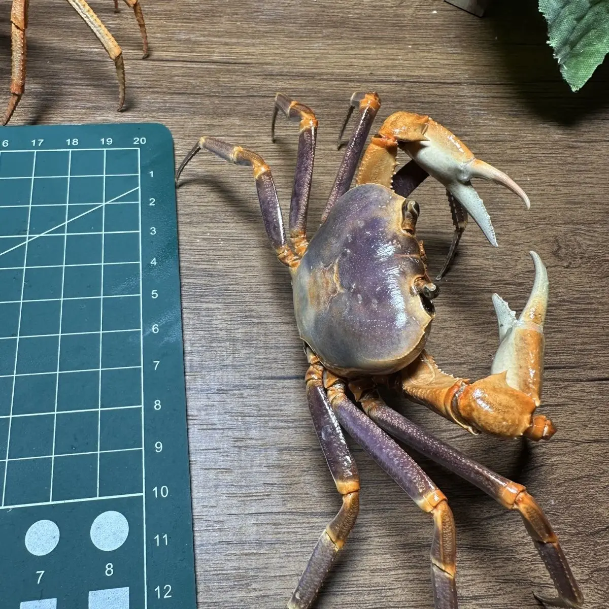 Real Stream Crab Specimen Desktop Decor Display Collectible Attractive Birthday Gift Educational for Kids