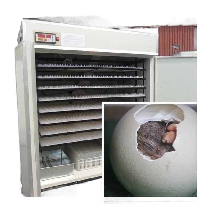 Chicken Eggs Incubator In Botswana /egg Incubator Fertile Turkey Eggs