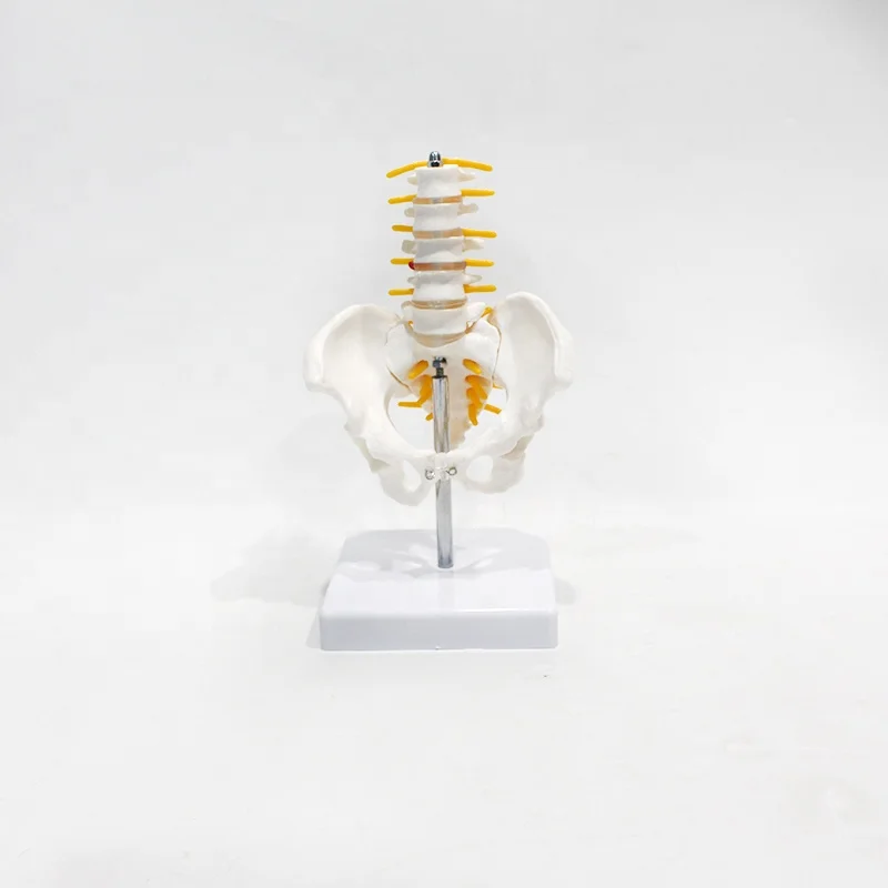 Human Lumbar Spine Model Anatomy Five-segment Lumbar Spine Model