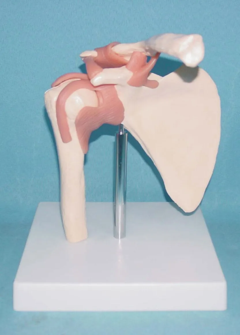 Human Shoulder Joint Functional Model Scapula Clavicle Humerus Bone Skeleton Medical Teaching Anatomy Display Model