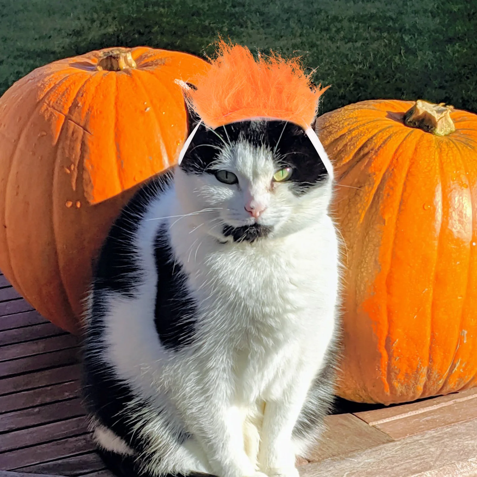 

Pet Dog Accessory Accessories Pets Wigs for Puppy and Clips Dogs