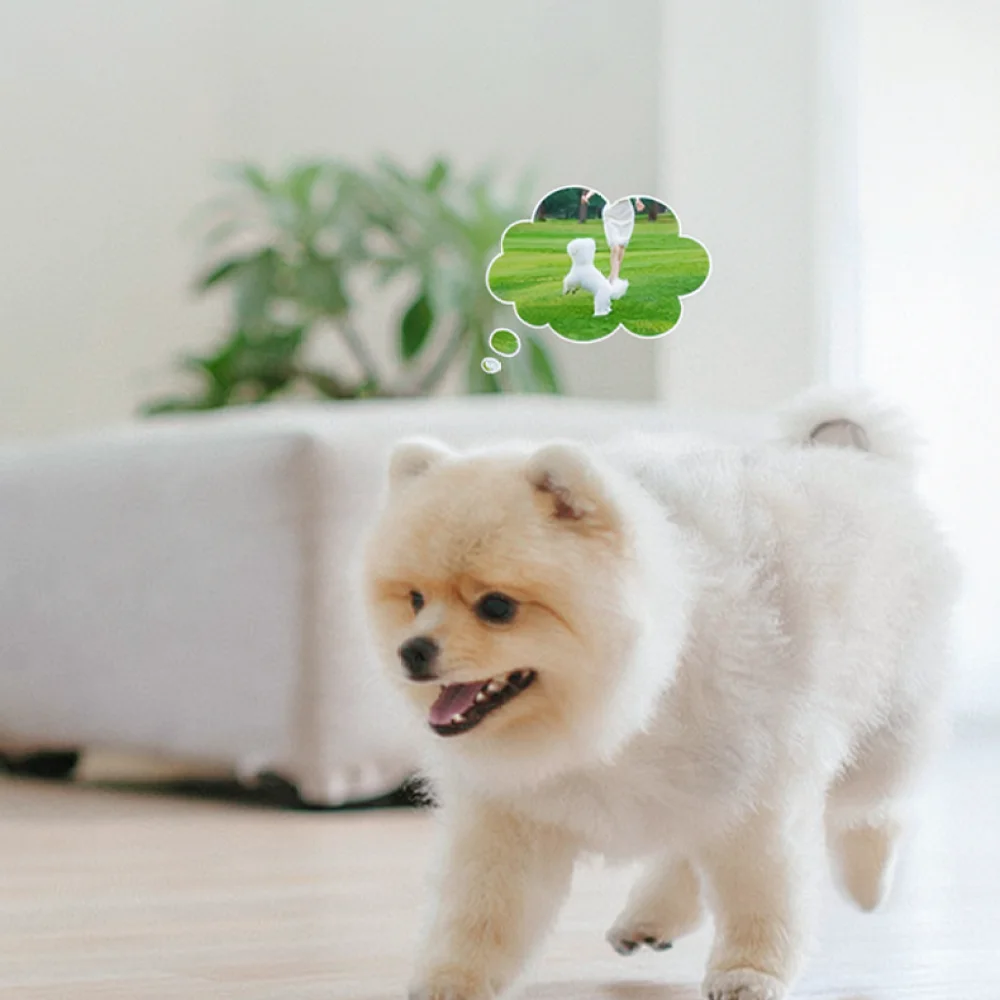 Interactive Dog Talking Button Recordable Sound Box Pet Training Communication Toy Speech Learning Aid Press Tool