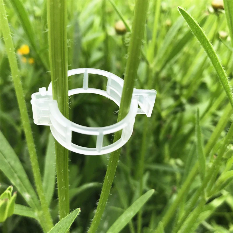 Clips de plantes en plastique pour plantes grimpantes, Fiosphréinitialisation transparent, Treillis de tomate, Clips de support de plantes, Fiosphréinitialisation de vigne, 100 pièces