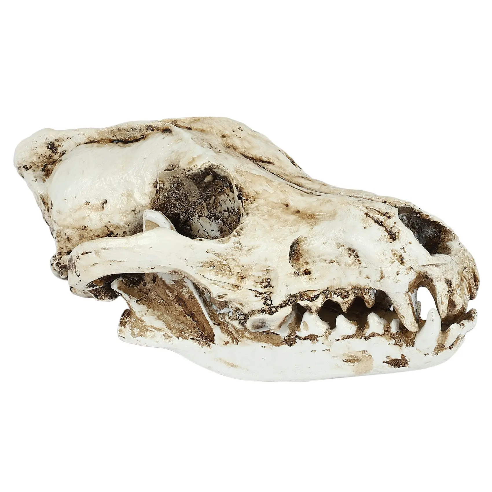 Creative Resin Jackal Skull Replica Replica Teaching Skeleton Model Wolf Skull Decor