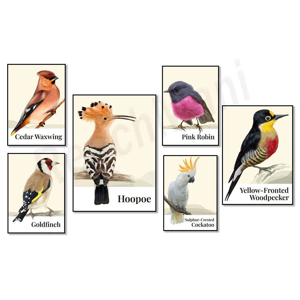 Cedar Waxwing, Hilderbrands Starling, Lapis Lazuli Bunting, Hoopoe, Kingfisher, Titmouse, Goldfinch, Flame Tanager Bird Poster