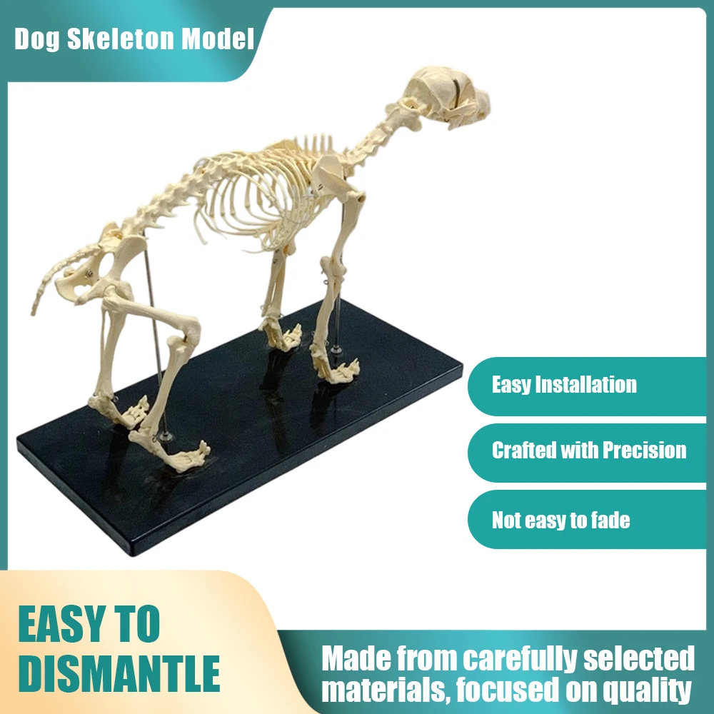 Dog Skeleton Model, Life Size Orthopedic Anatomical Display with Movable Joints for Veterinary Education, Canine Anatomy Study