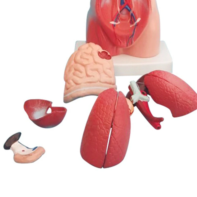 نموذج الجهاز التعليمي للأعضاء البشرية الداخلية ، دمية عارضة أزياء ، 15 أجزاء قابلة للإزالة ، الجذع