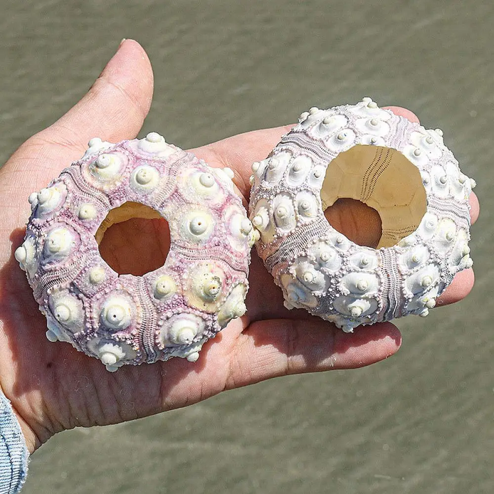 Natural Sea Urchin Skeleton Craft For For Zhuolangge Unique Home Ornament Succulent Air Plant Holder Aquarium Decorative Piece