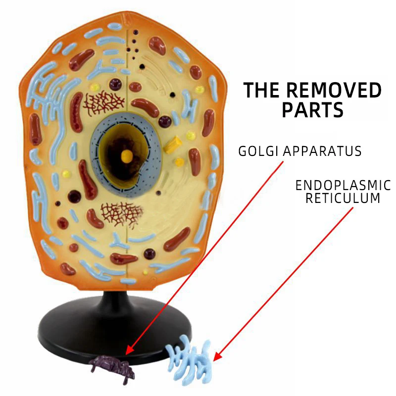 Risorse didattiche Modello di cellule animali delle scienze mediche