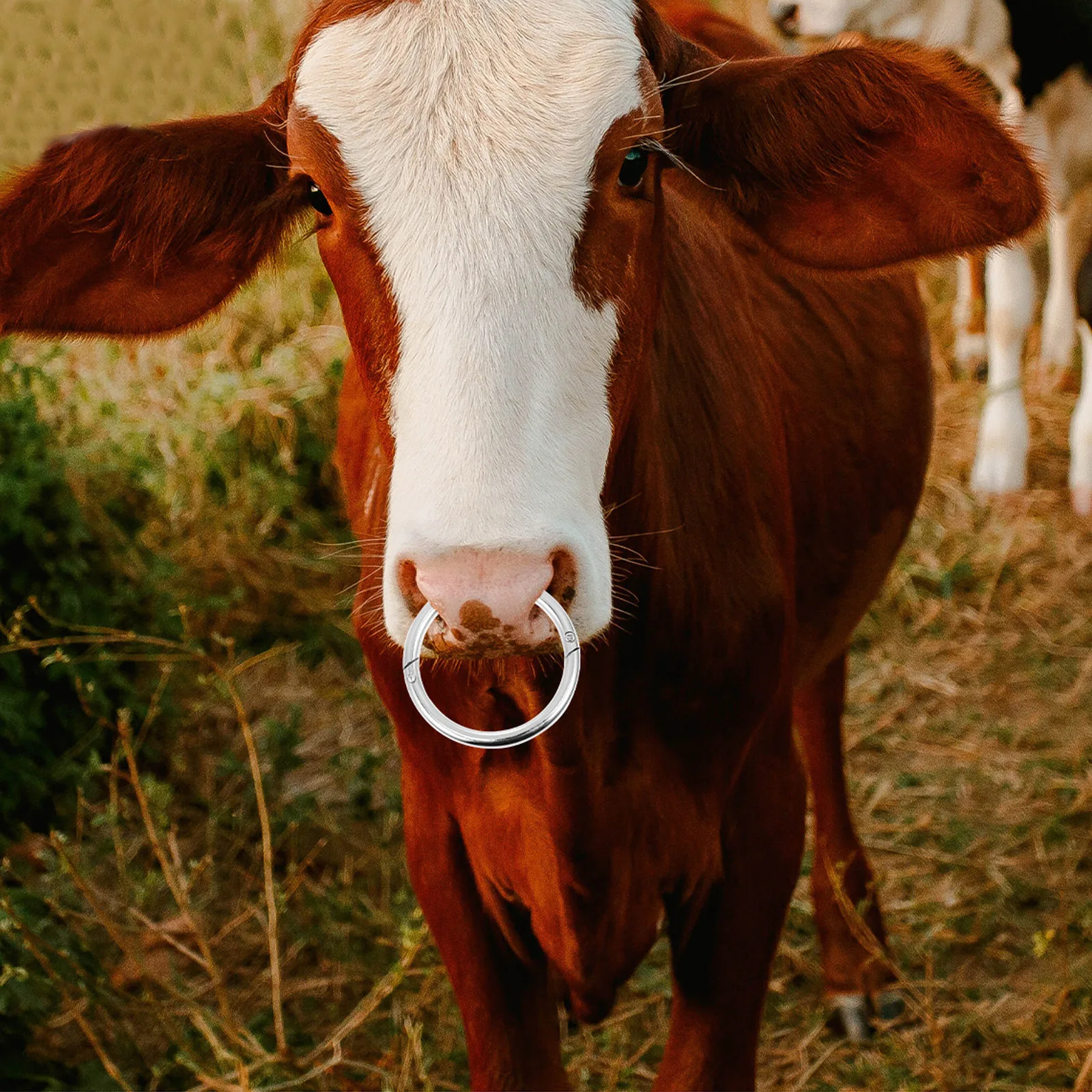 

Durable Steel Bull Nose Ring Cattle Farming Management Tool Carbon Cow Traction Accessory Livestock Handling Equipment Reusable