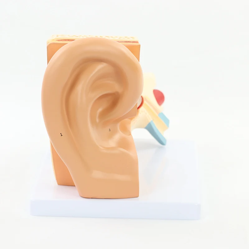 3X Enlarged Human Ear Model,3 Part Removable PVC Anatomical Ear Model Human Ear Anatomy Displaying Outer, Middle, Inner Ear