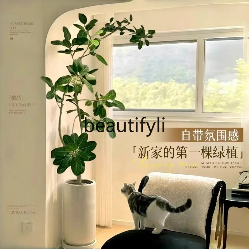 Large indoor living room green plants golden banyan alpine banyan tree floor real flower Wangzhai tree