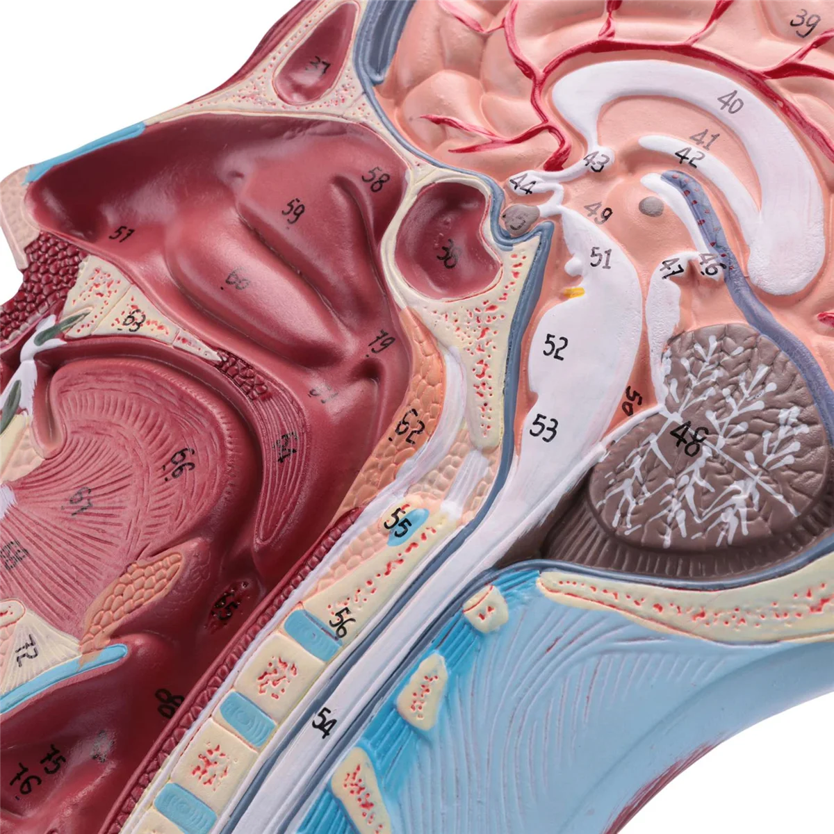 

Human Half Head Superficial Neurovascular Model with Musculature, Life Size Anatomical Head Model Skull and Brain