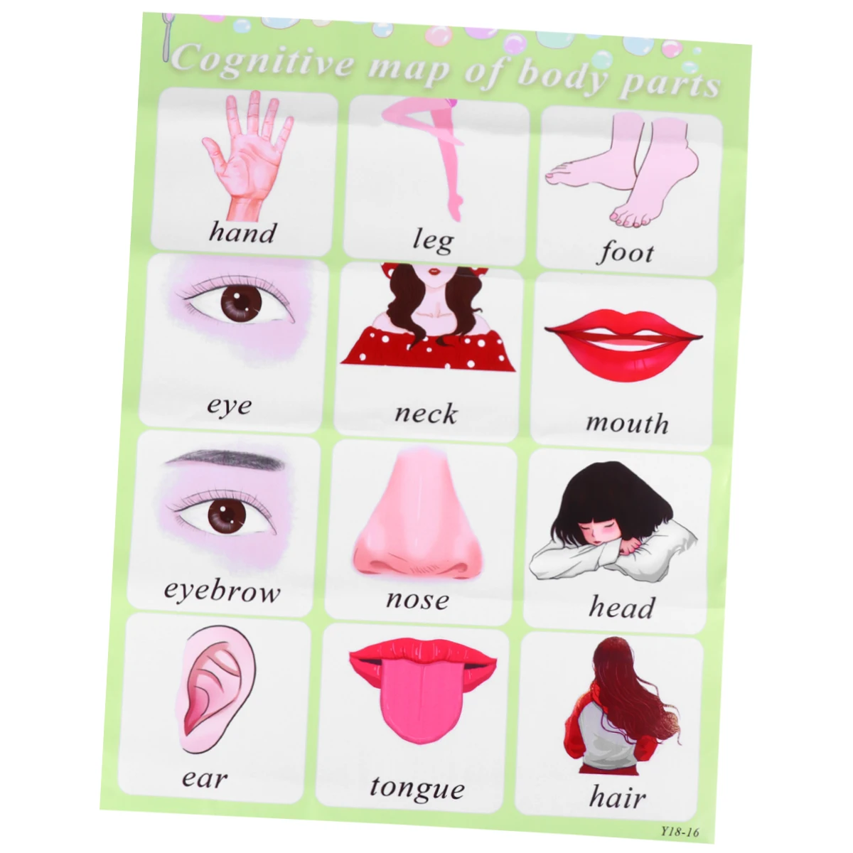 

Enlightenment English Chart 30x40cm PP Gum Body Parts Teaching Tool Learning Wall Charts Educational Toys Preschool Kids