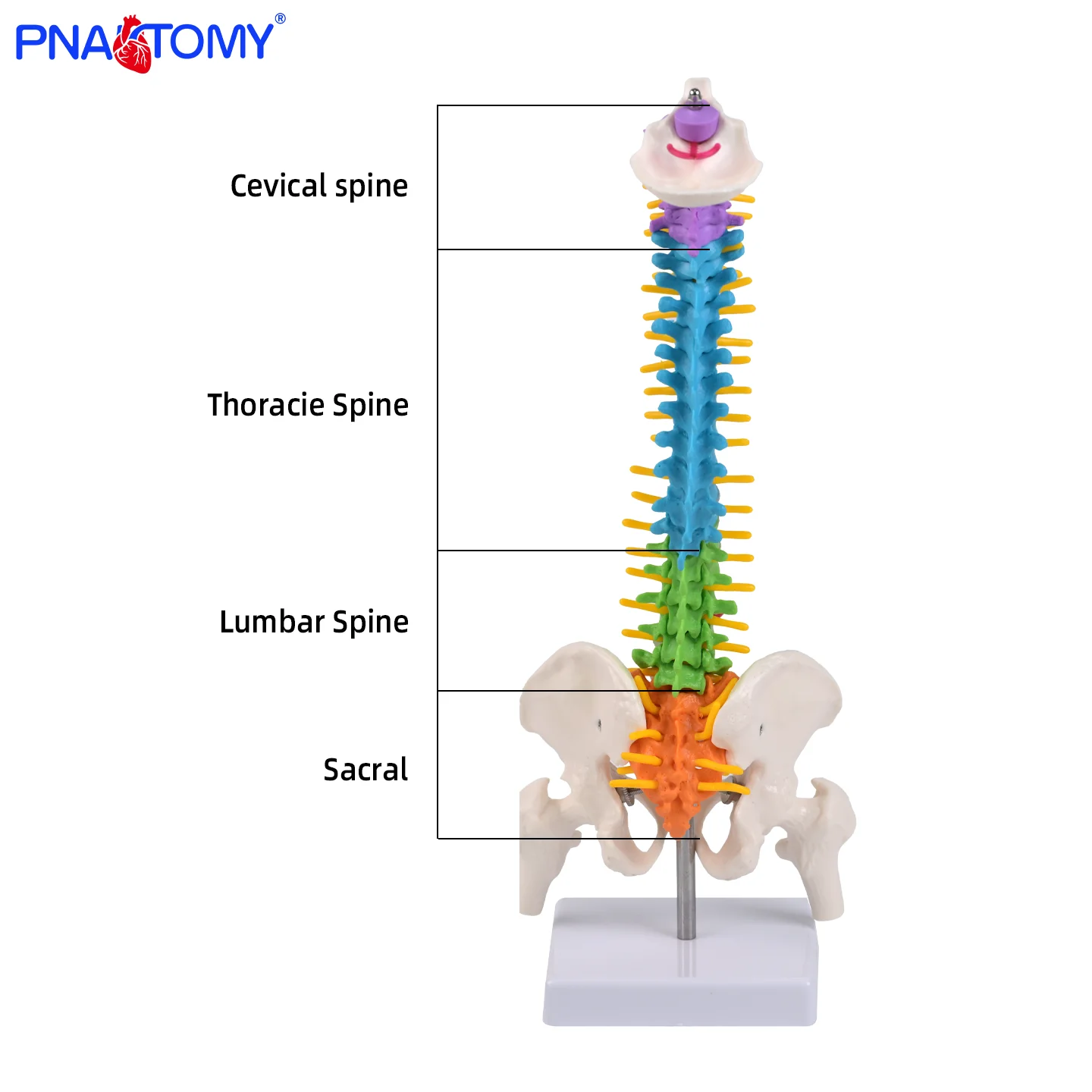 

45cm colored flexible human spine with vertebrae that can misalign and rotate, affecting spinal nerves, pelvis, and femur model