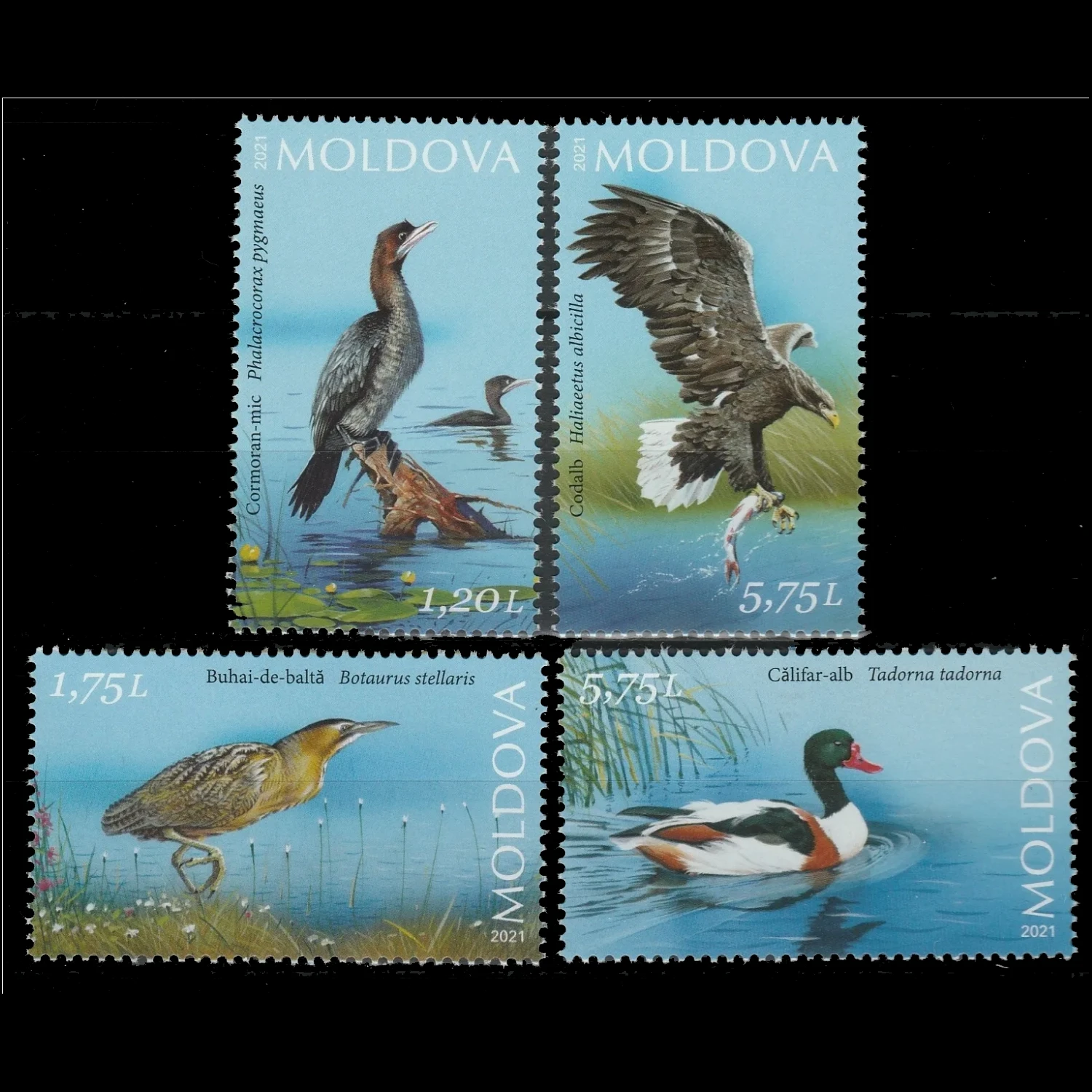 مولدوفا طوابع بريدية سنة 2021 الطيور المائية أوسبري هوك MNH 4 جميع الطوابع البريدية الجديدة القابلة للجمع المواد لسكرابوكينغ