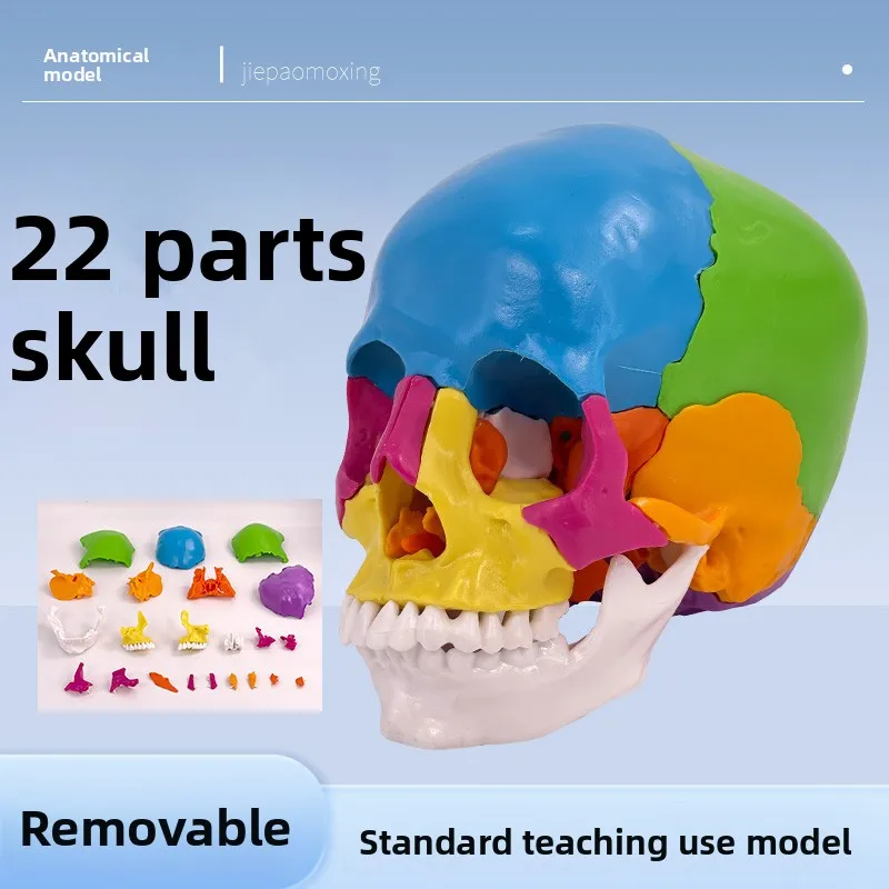 Colorful Detachable Skull Model 22 Parts Anatomy Teaching Head Model Student Classroom Education