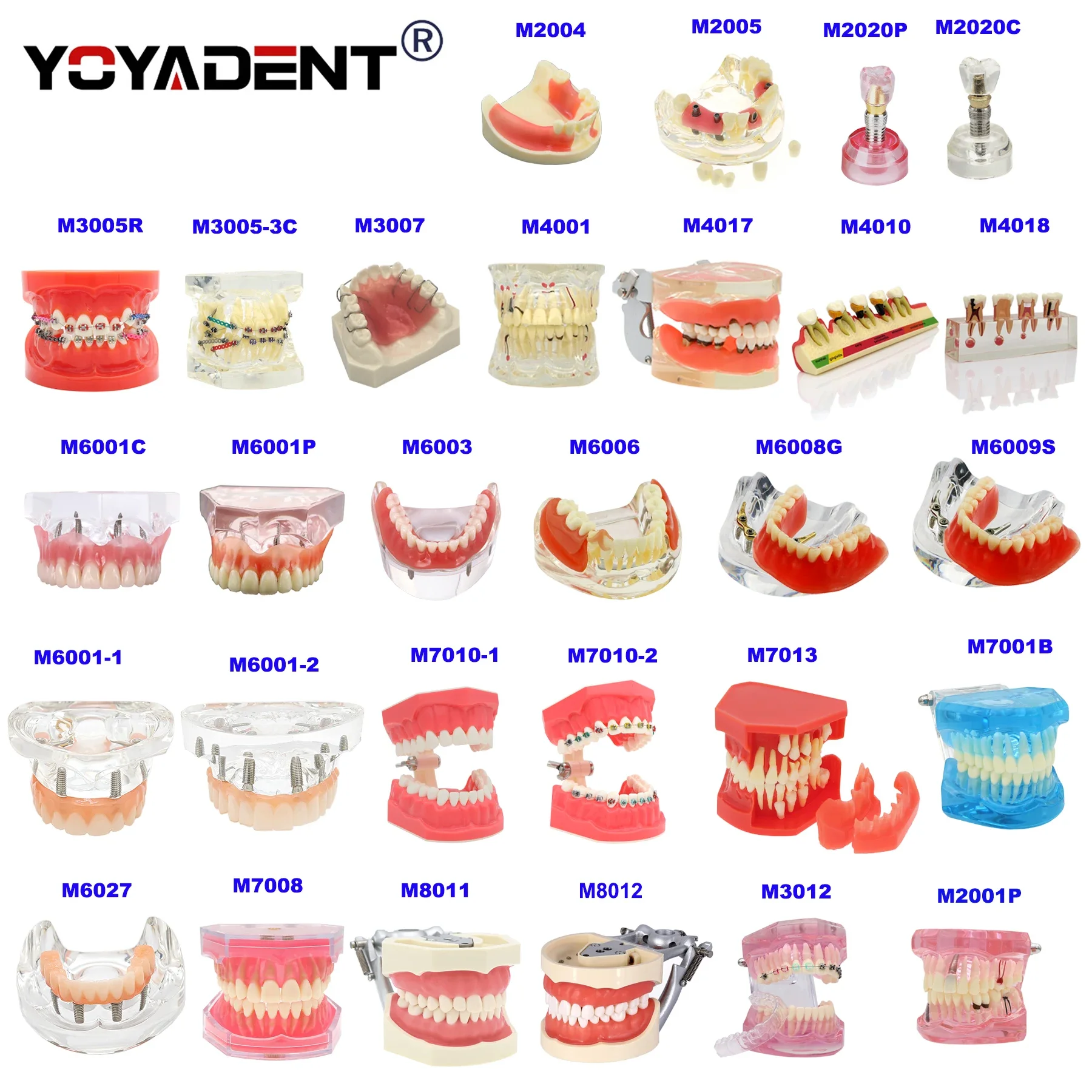 

Multiple Types Dental Teeth Model Dental Teaching Models Orthodontic/Removable/ Implant Models Dentist Study Material