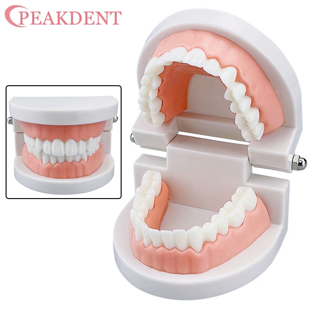 

Dental Model Cheap Standard Teeth Teaching Model Teeth Model Dental types For Dentist Dental Students Studying Education Display