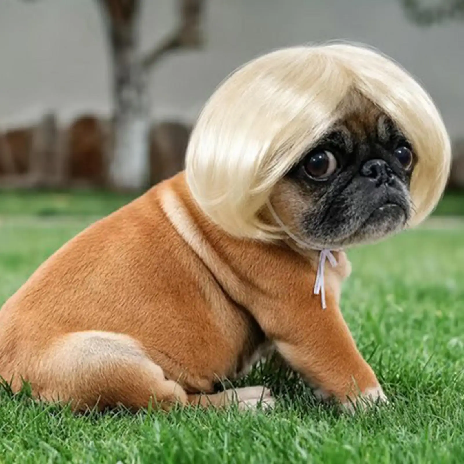 Peluca para mascotas, peluca para perros, peluca divertida para mascotas, accesorios para mascotas de Halloween, peluca para gatos con pelo rizado o liso, se puede recortar y personalizar, artículos para mascotas.