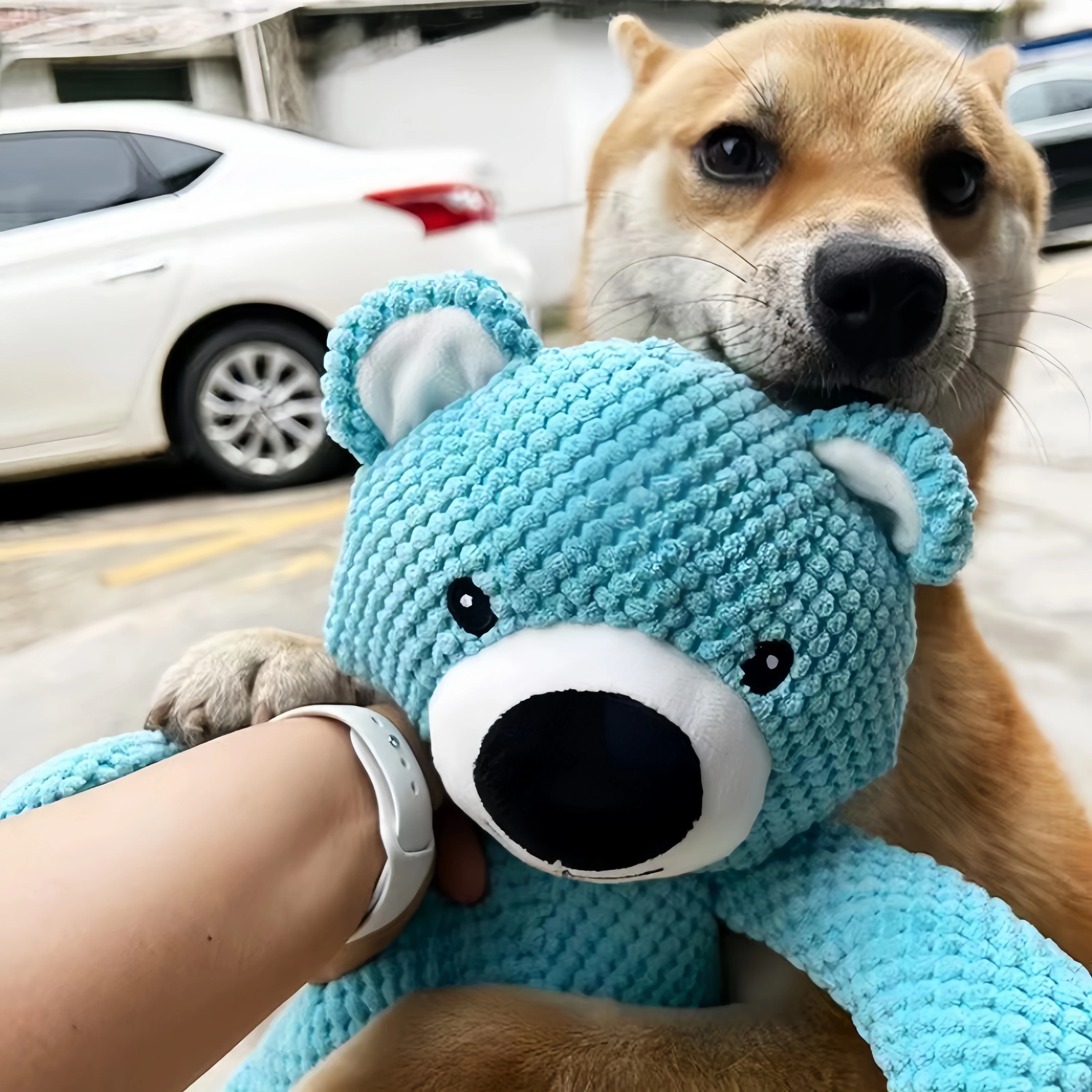 

Pet dog teddy bear cloth toy bite resistant Molar plush puppy vocalization large dog pet supplies