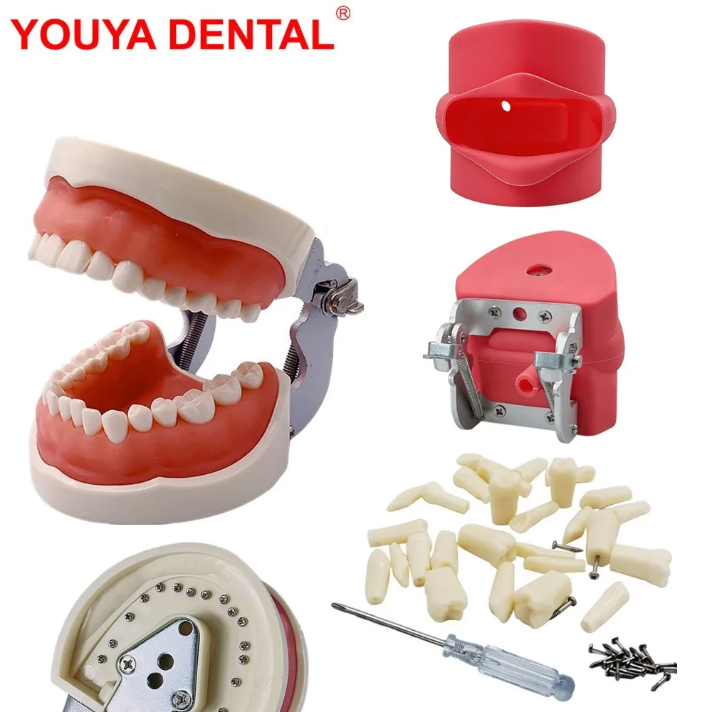 Adults 32 Teeth Model For Dental Technician Practice Training Dental Model With Removable Teeth Studying Teaching   Jaw Typodont